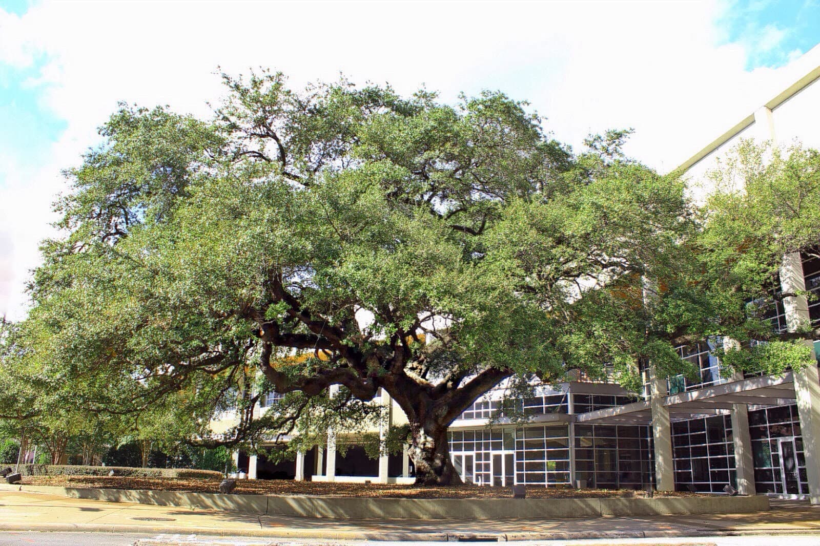 SavATree - Tree Service & Lawn Care