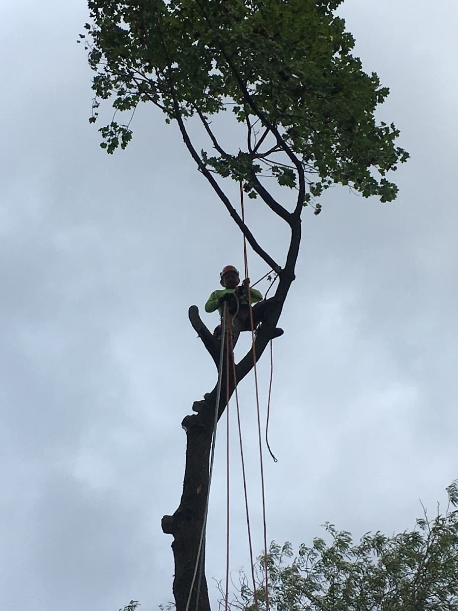 Pelchat Tree Service LLC