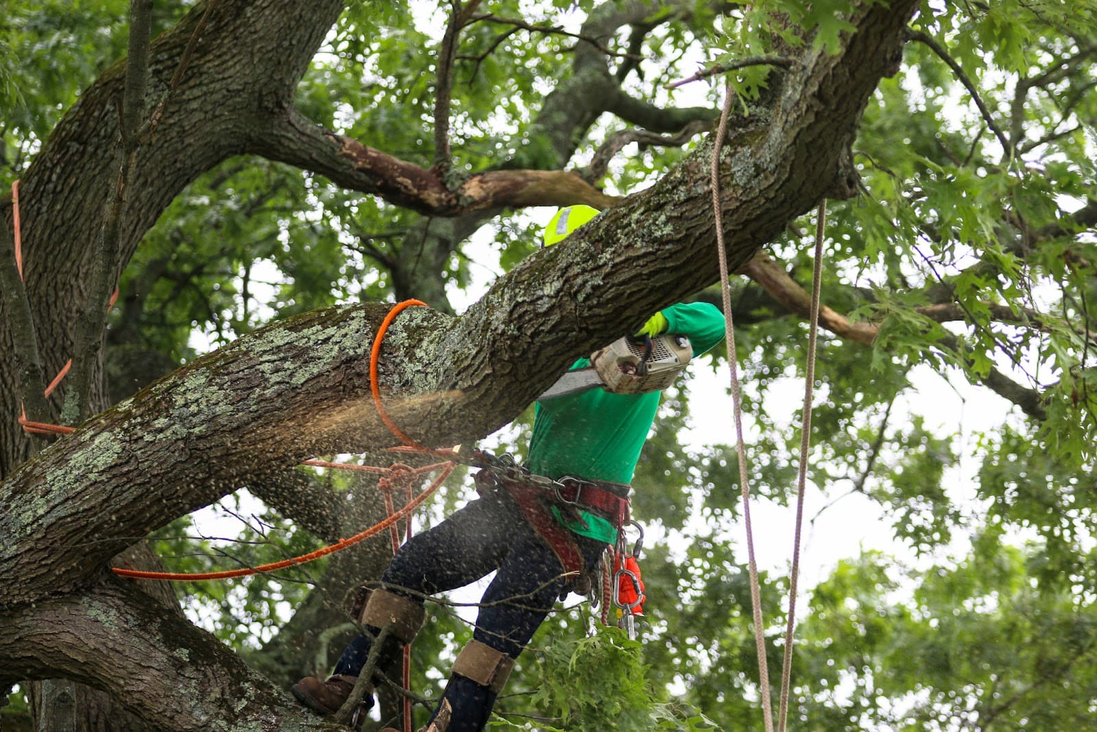 Action Tree Service, LLC