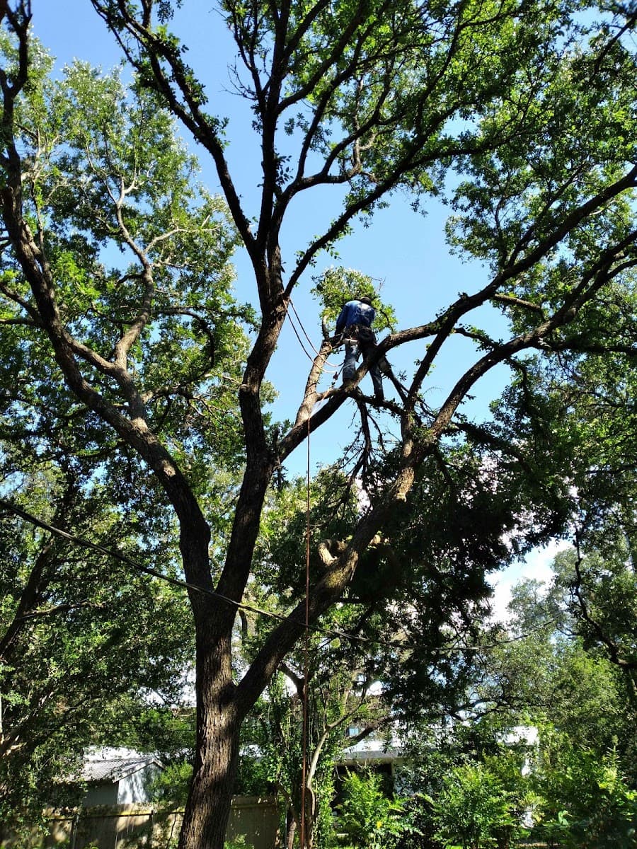 Angel's Tree Service