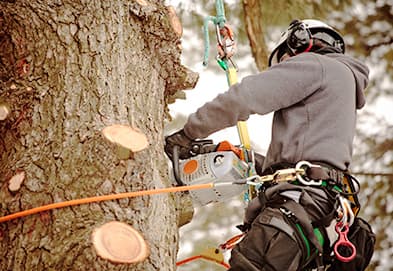 G’s Friendly Tree Service, LLC