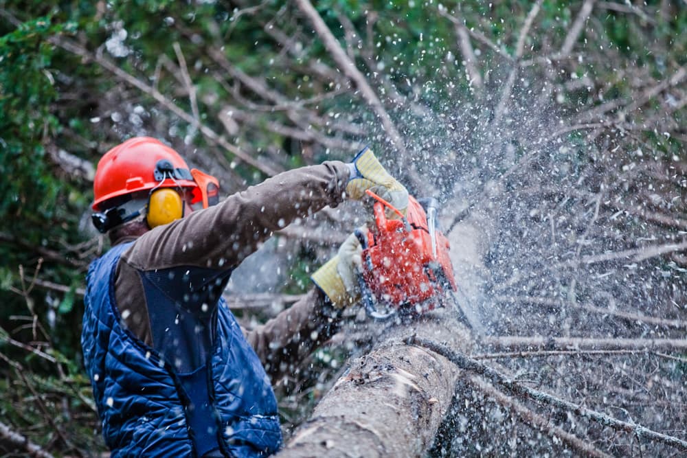 G&R Tree Removal Service, Tree Trimming, & More