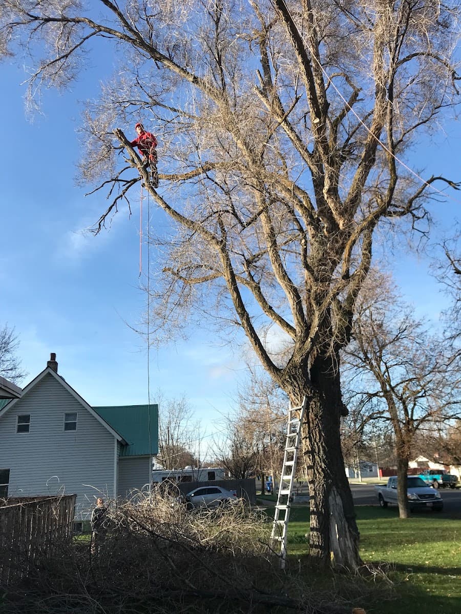 A-1 Pete's Tree Services