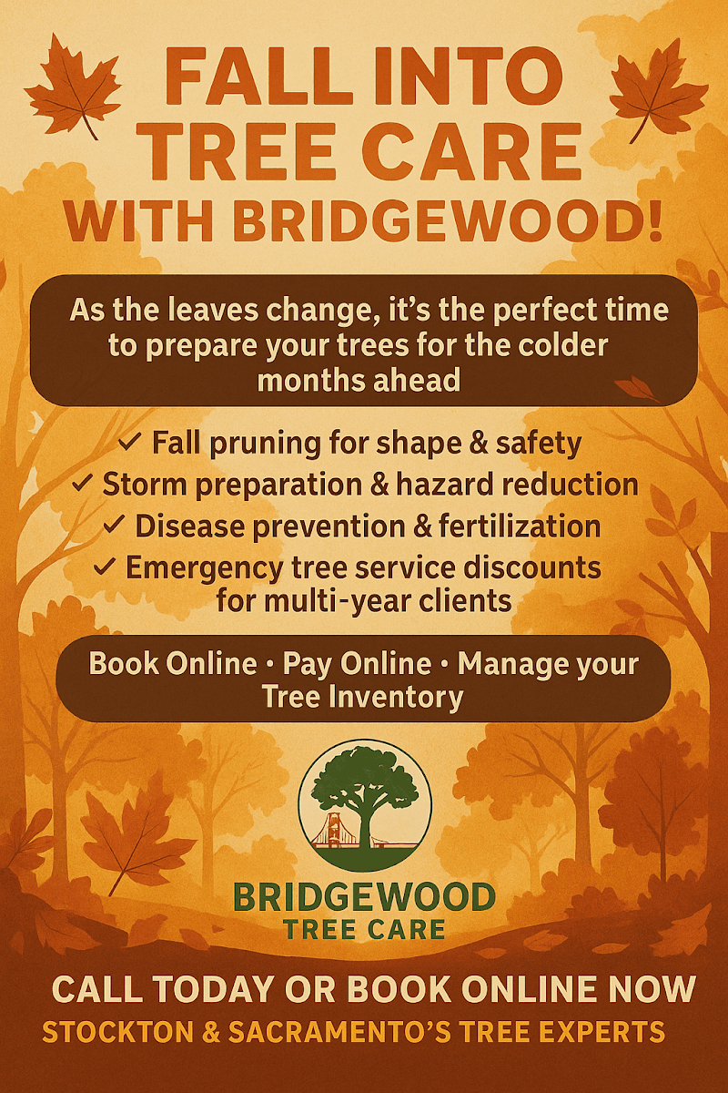 BridgeWood Tree Care