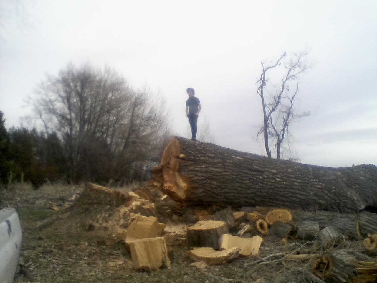 Cole Savage Tree Services