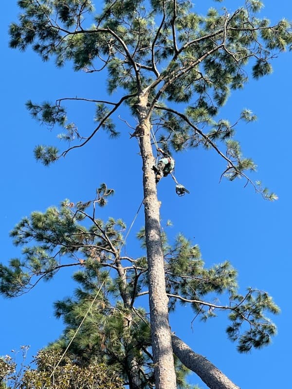 Alvarado Tree Service LLC