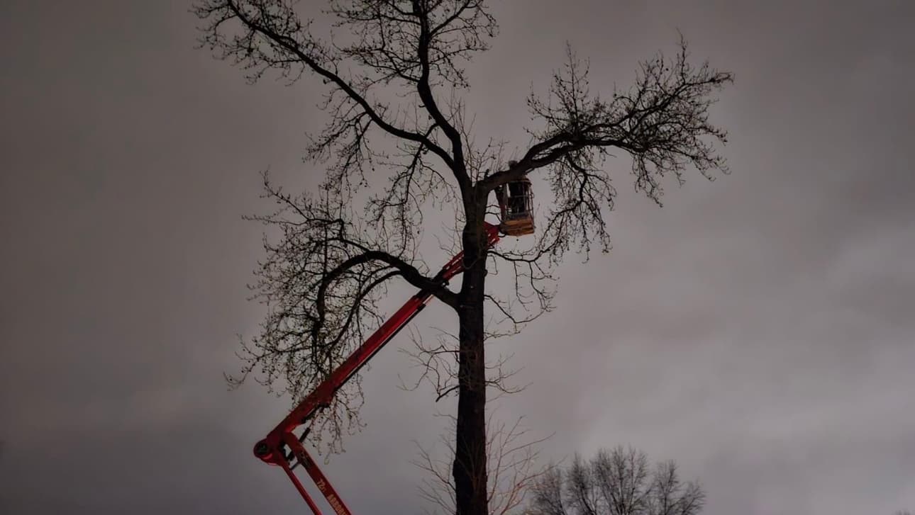 Mid America Tree Experts