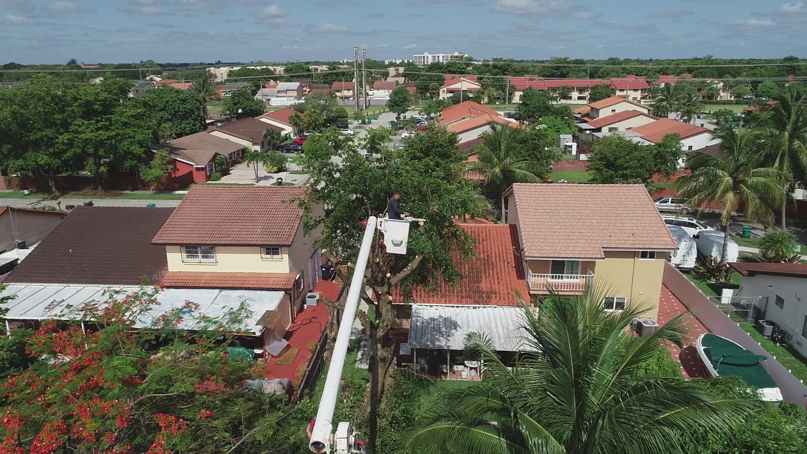 Spider-Man Tree services