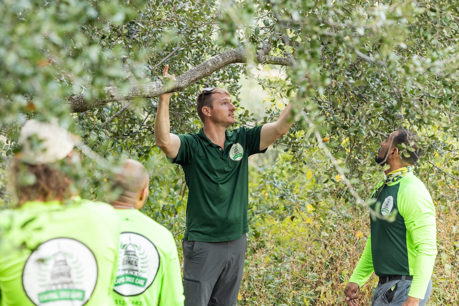 Capitol Tree Care