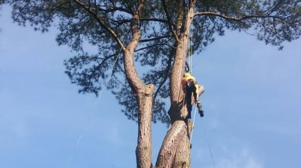 TreeHuggers Expert Tree Care