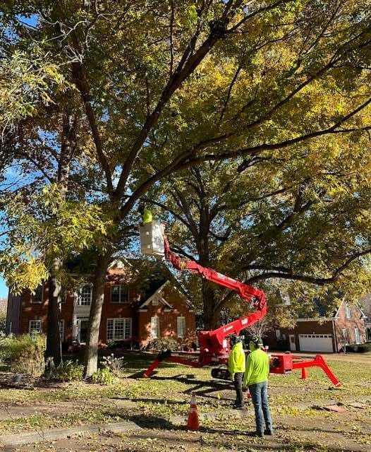 Franklin Tree Service