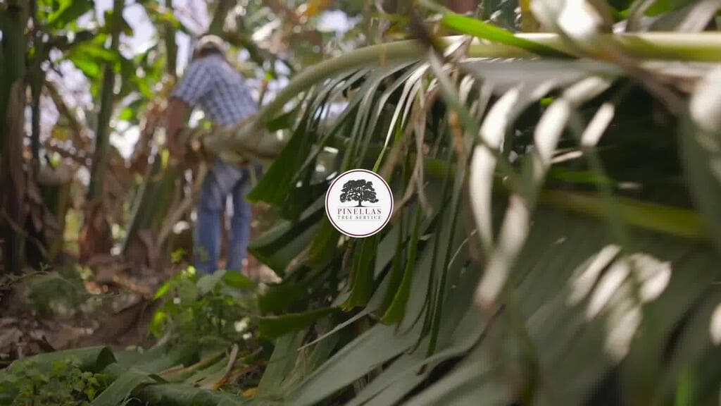 Pinellas Tree Service