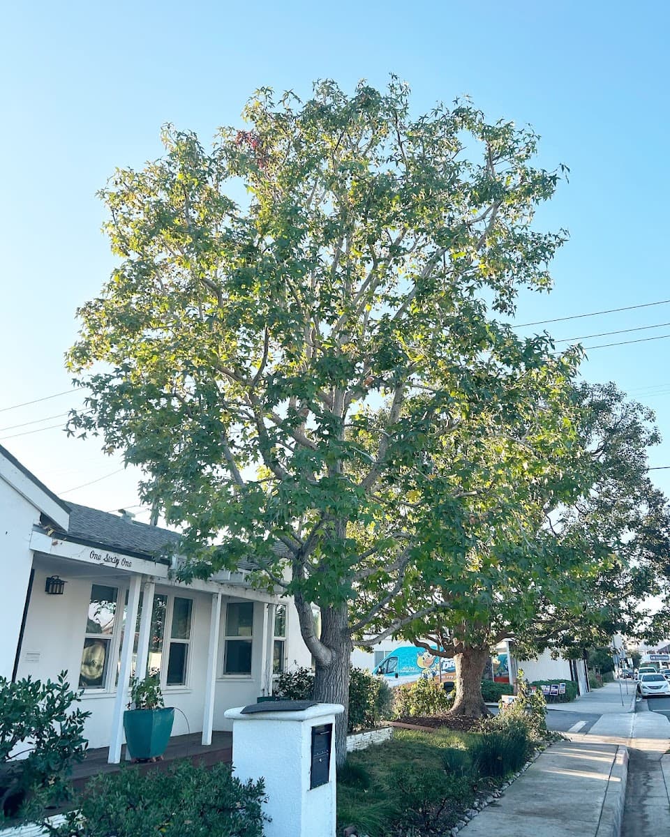 Betterment Tree Health Care