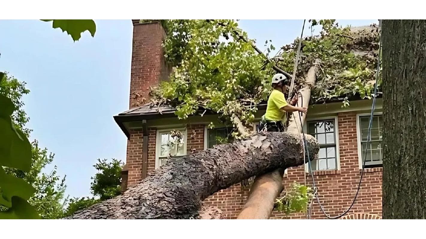 Chapingo Tree Care Specialists