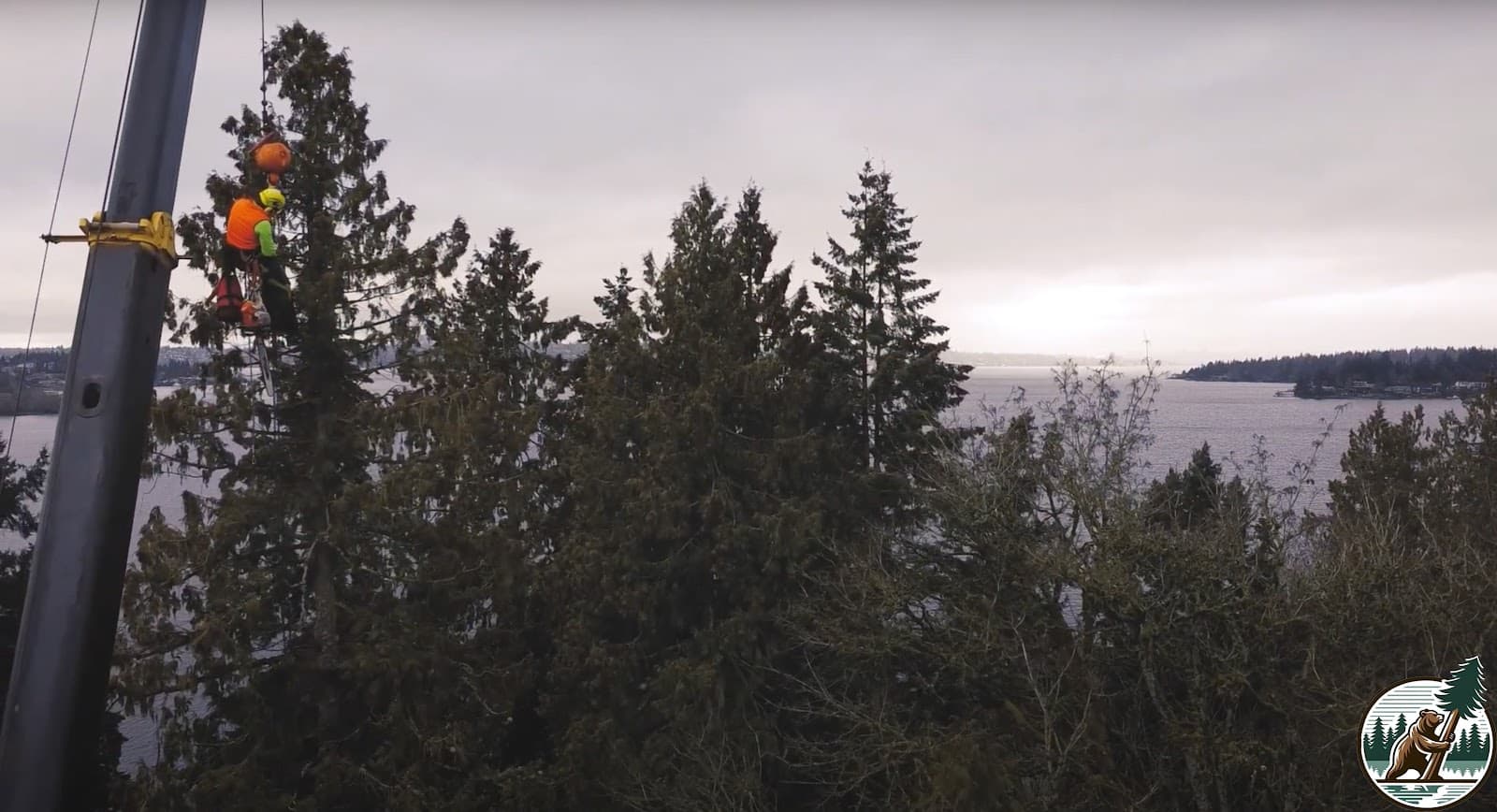 Big Bear Lake Tree Service