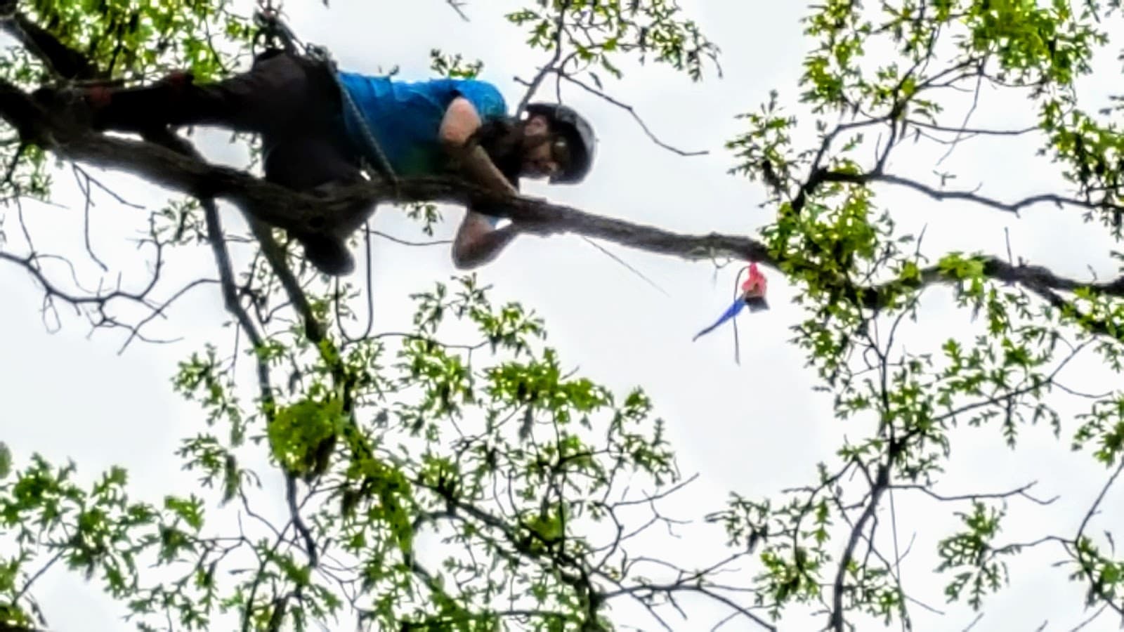 Arborsmith Tree Care