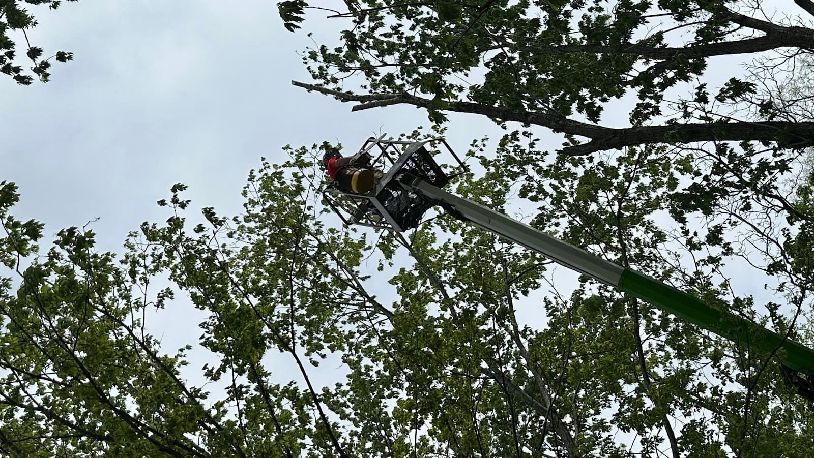 Simply Lively Solutions Expert Tree Care