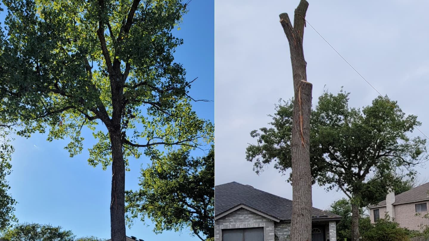 Phillips Trio Tree Service