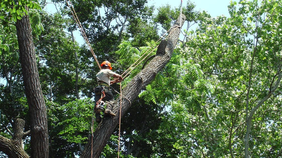 Mead Tree & Turf Care Inc
