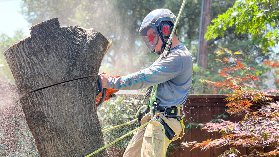 Dallas Tree Trimming and Removal Service