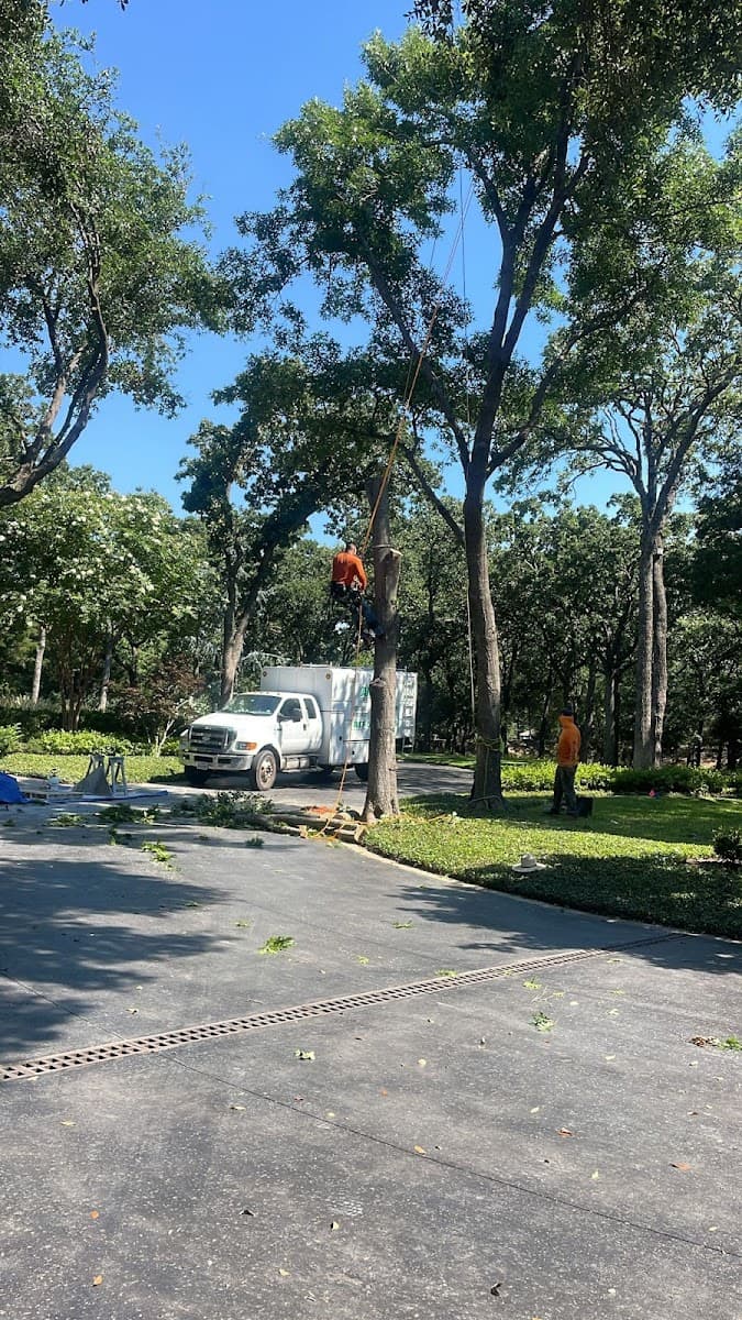 Alvarado Tree Trimming