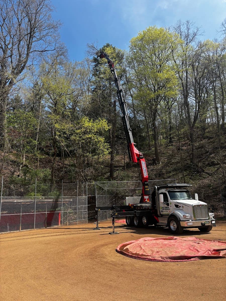 Tall Timber Tree Experts