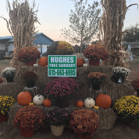 Hughes Tree Service of Murfreesboro