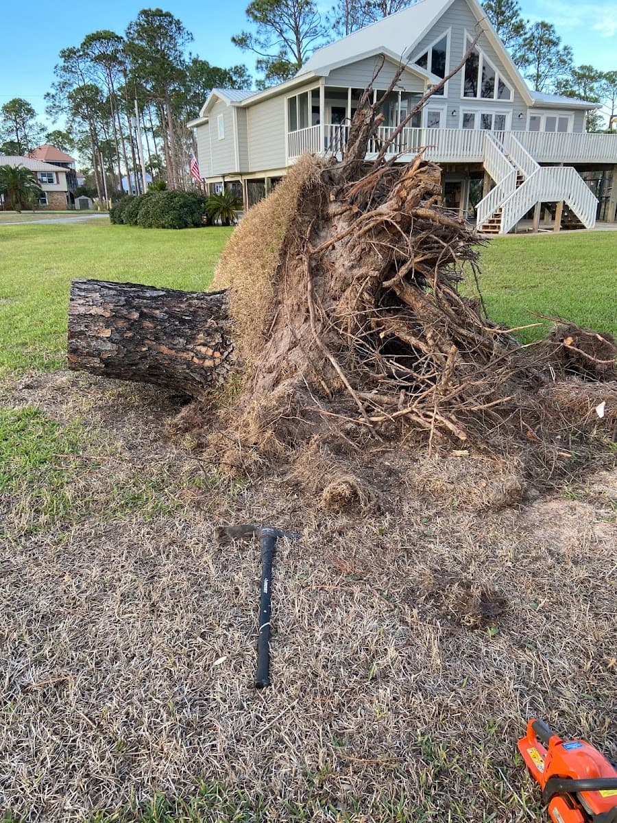 Vandiver Stump Removal