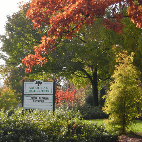 American Tree Experts Inc