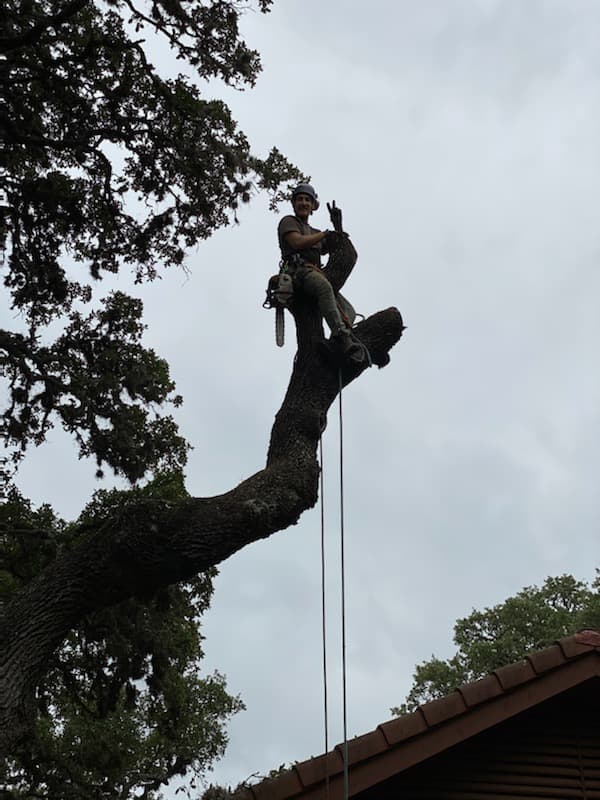 Aldrich Tree Services