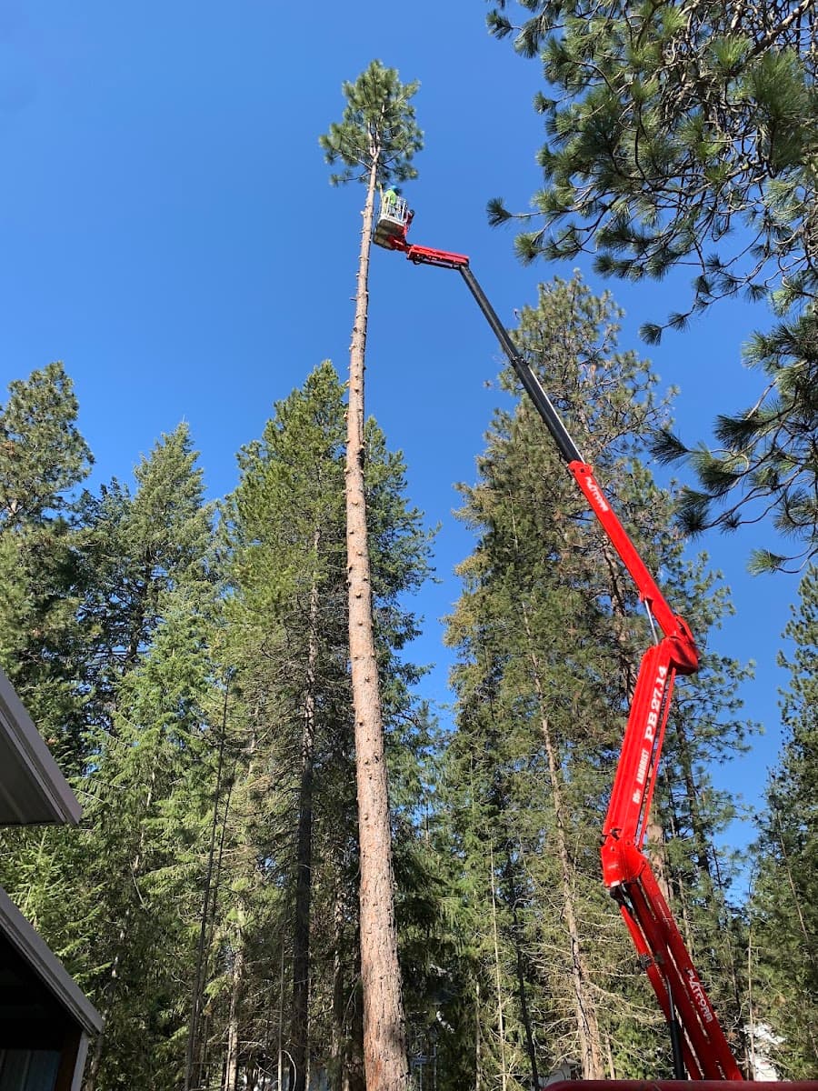 Treescapes, Inc. Pruning, Removal & Landscape Specialists