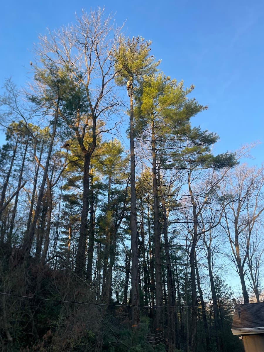 K&W TREE SERVICE LLC