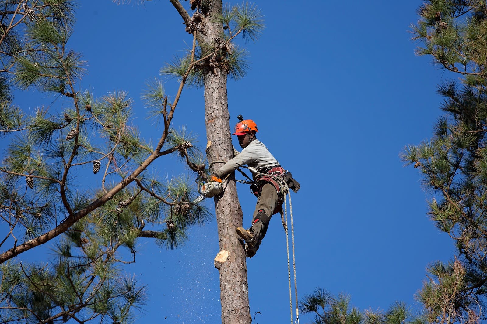 Hampton's Tree Service & Firewood