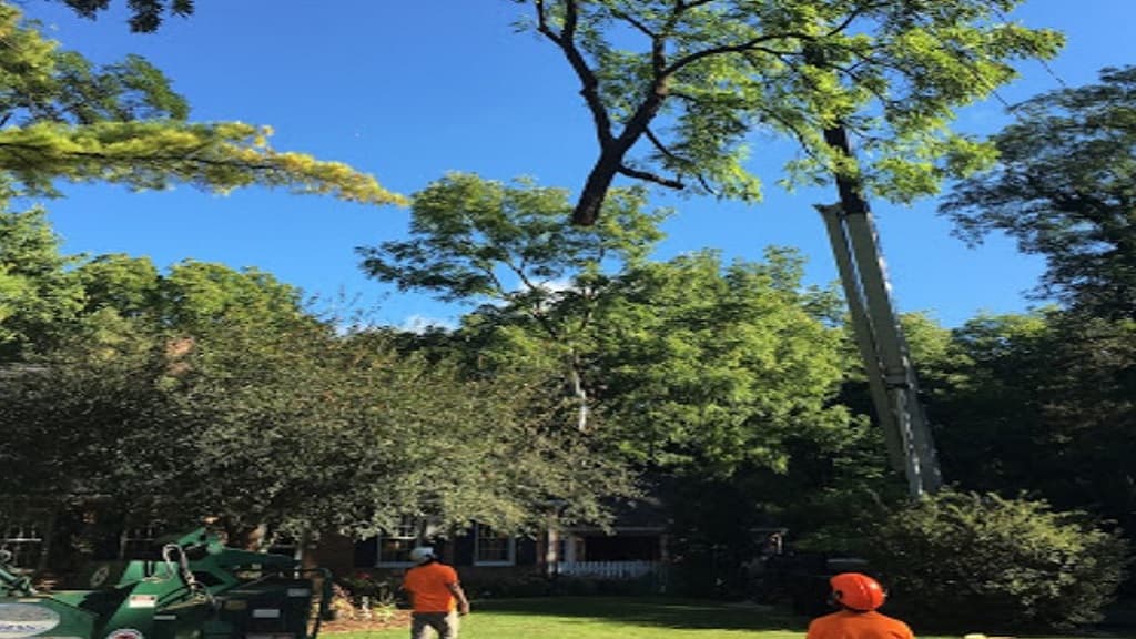 Aikey's Tree Service