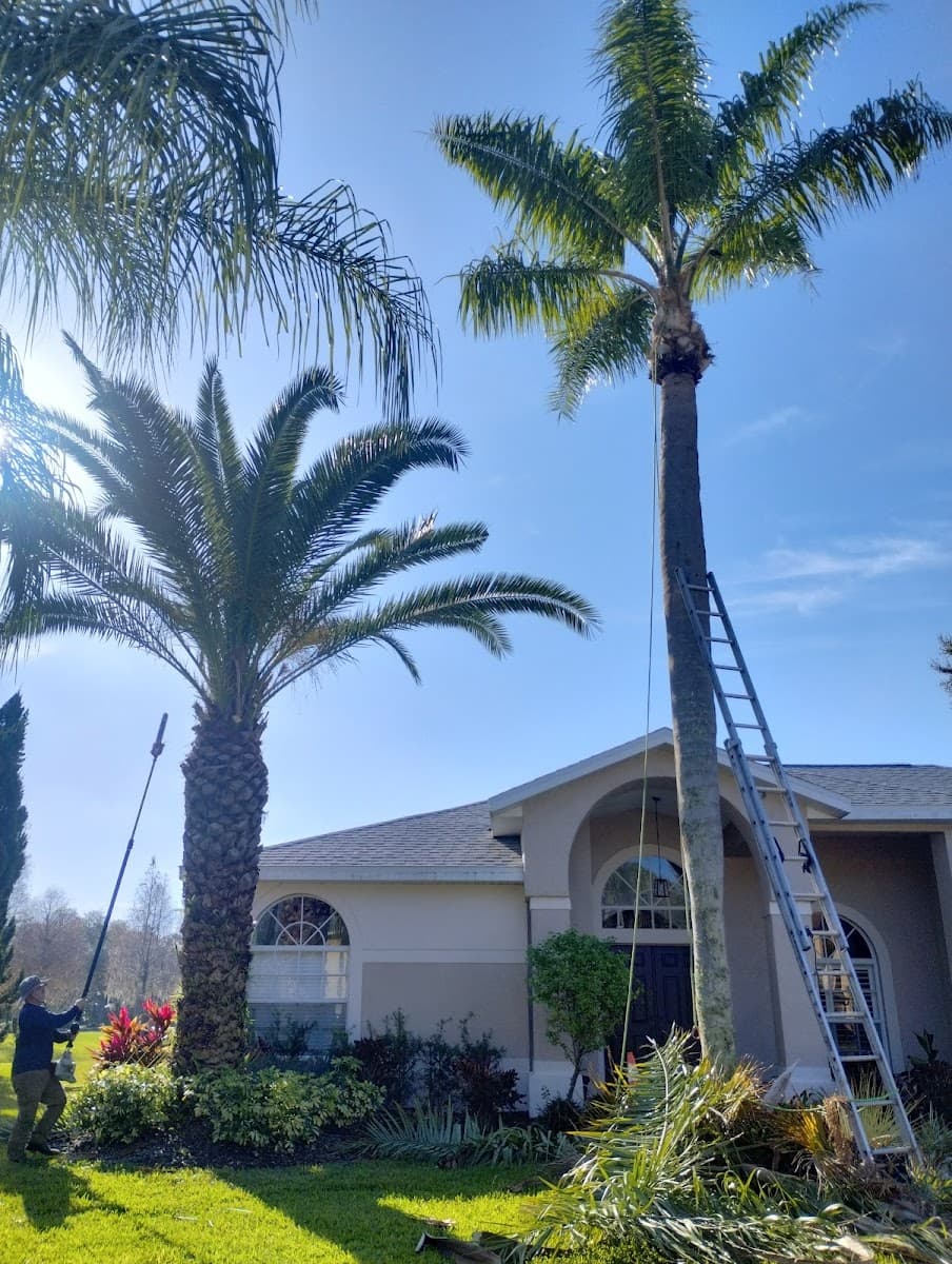 The Vine Tree Service LLC