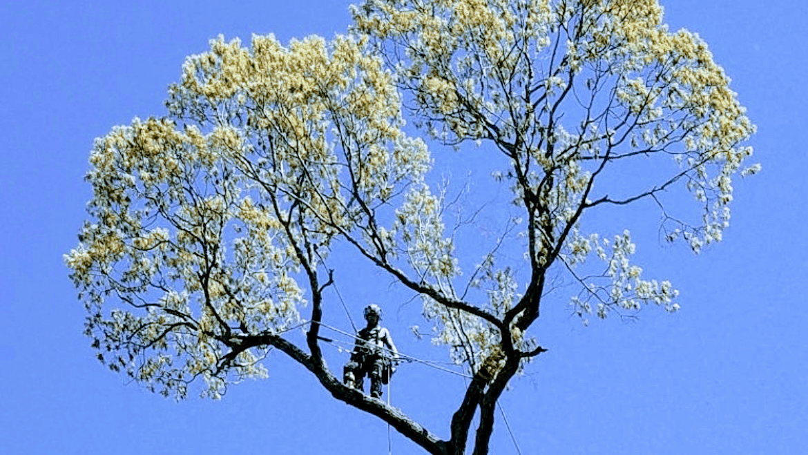 Tree Tops Tree Service
