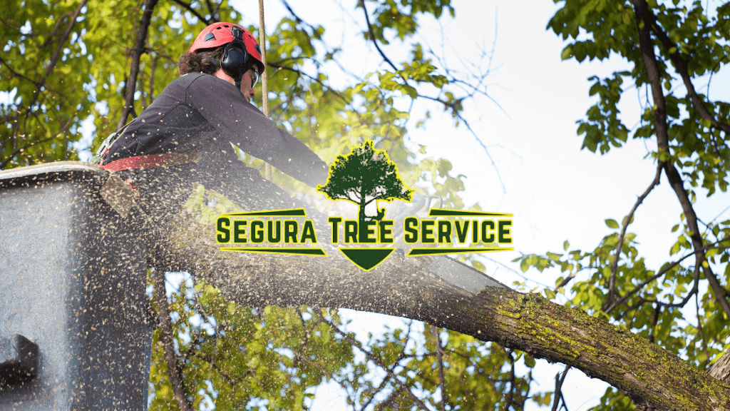 Segura Tree Service - Tree Trimming in Santa Barbara