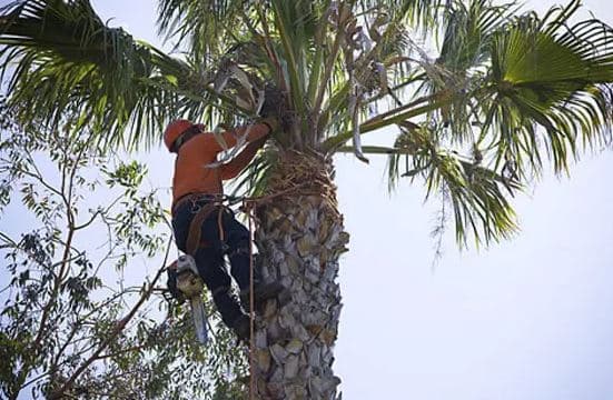 King's Tree Service