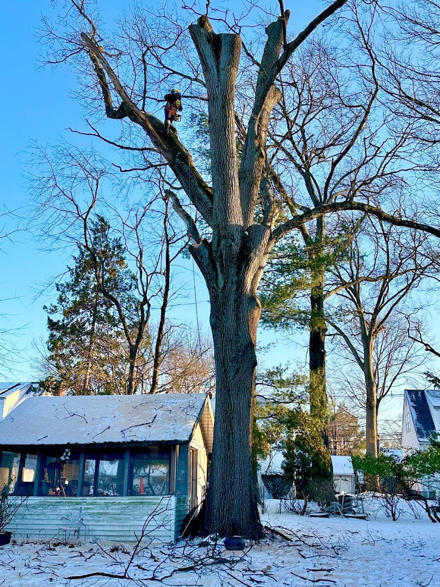 Apple Tree Services LLC