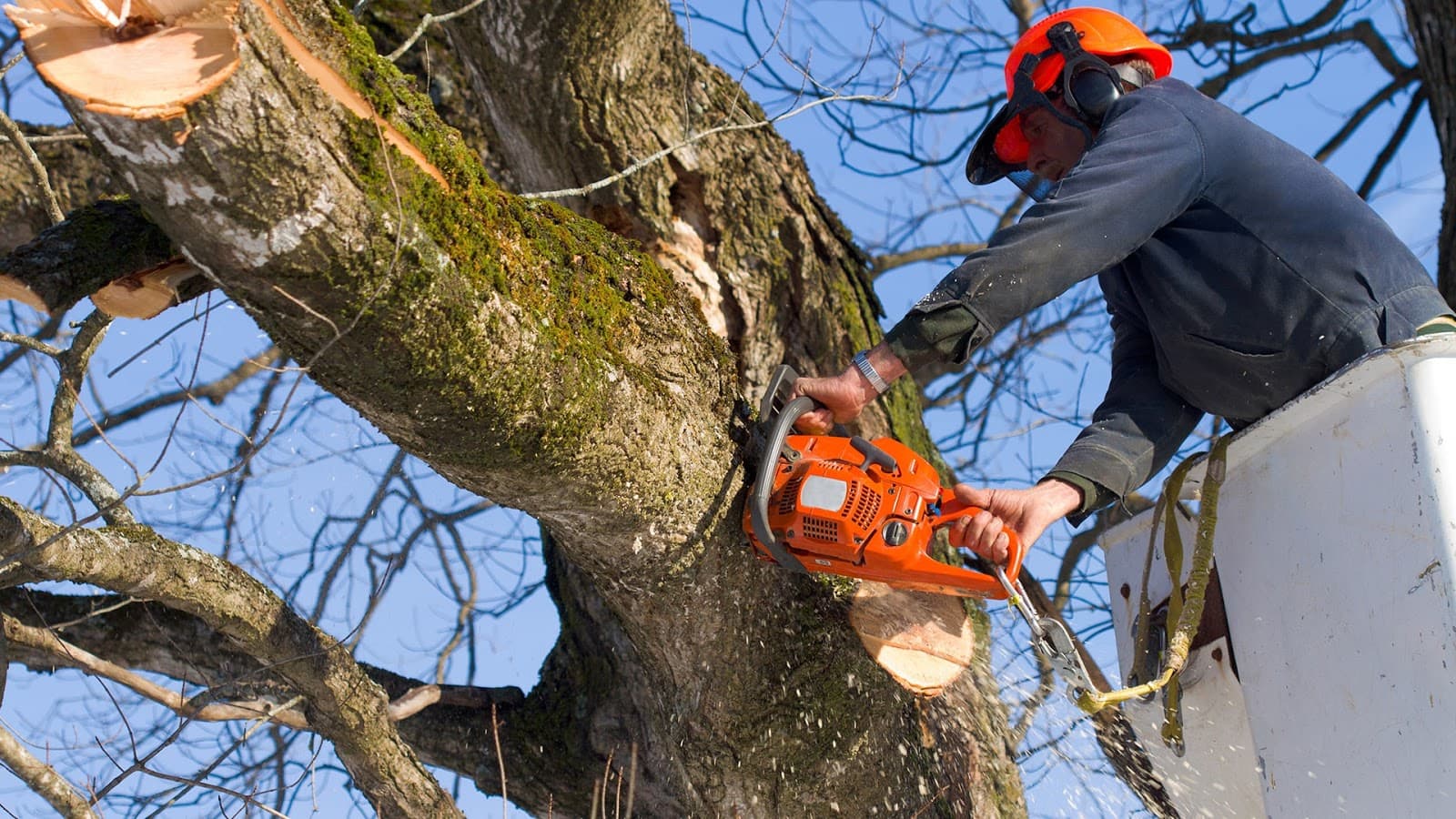 Dujets Tree Experts Inc.