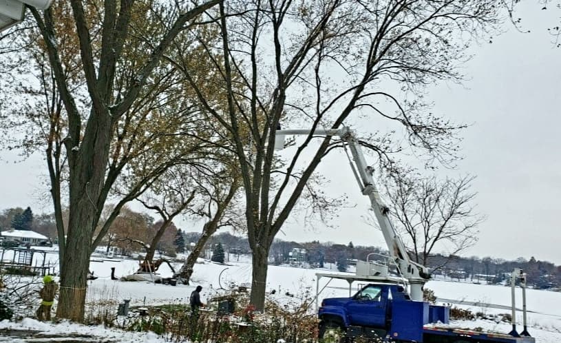 The Branch Office Tree Service