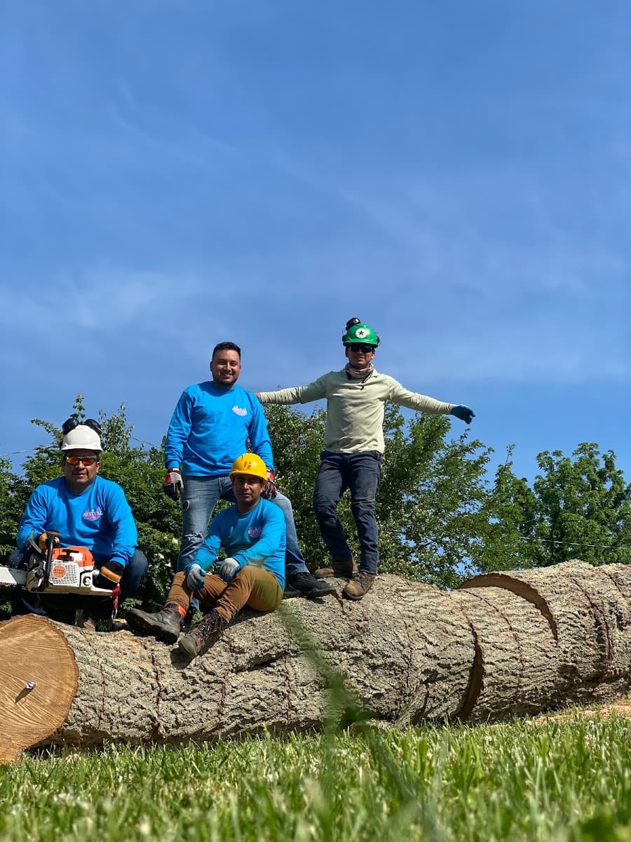 Revival Tree Care
