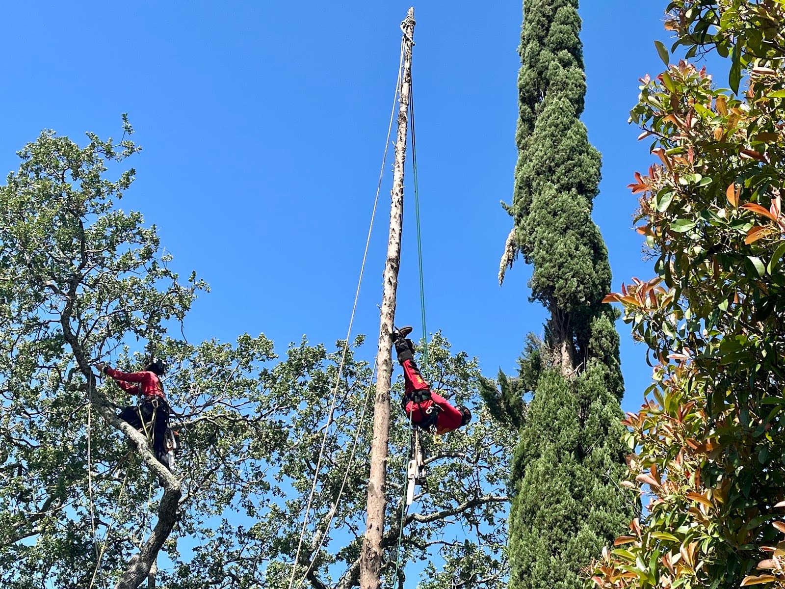 Tree Certified DLS Xpert