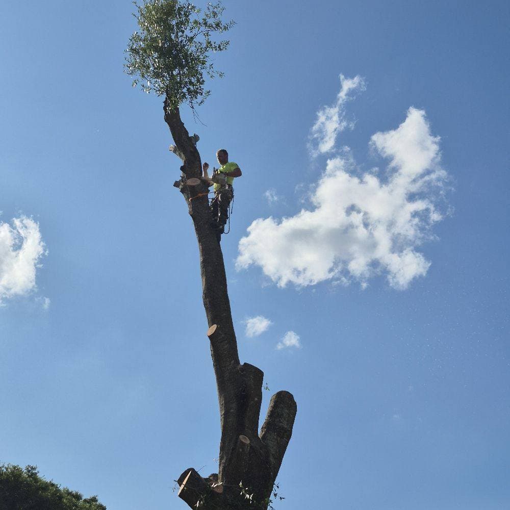 Dylan's Tree Service and Landscaping LLC