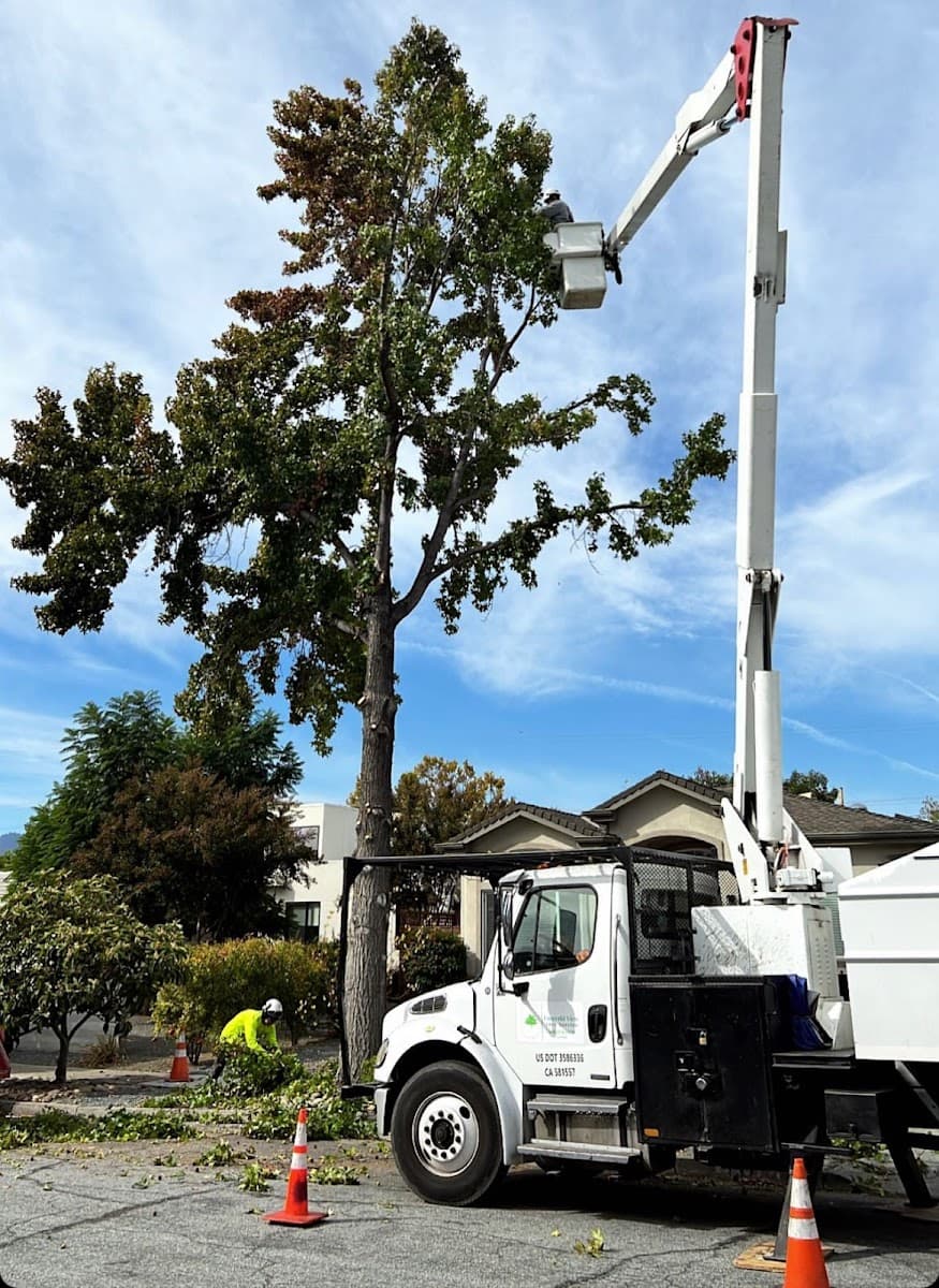 Emerald View Tree Service