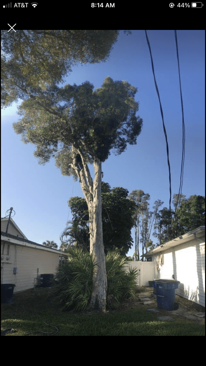 B&J Velasquez tree & lawn service