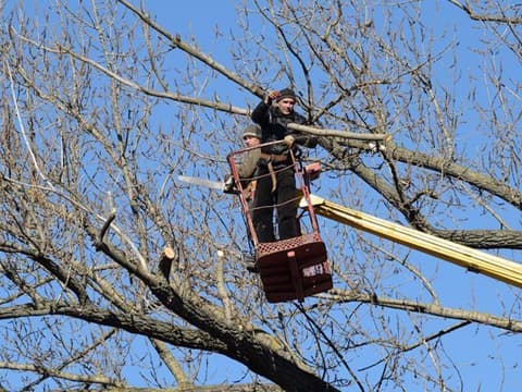 AAA Best Tree Service, Inc.