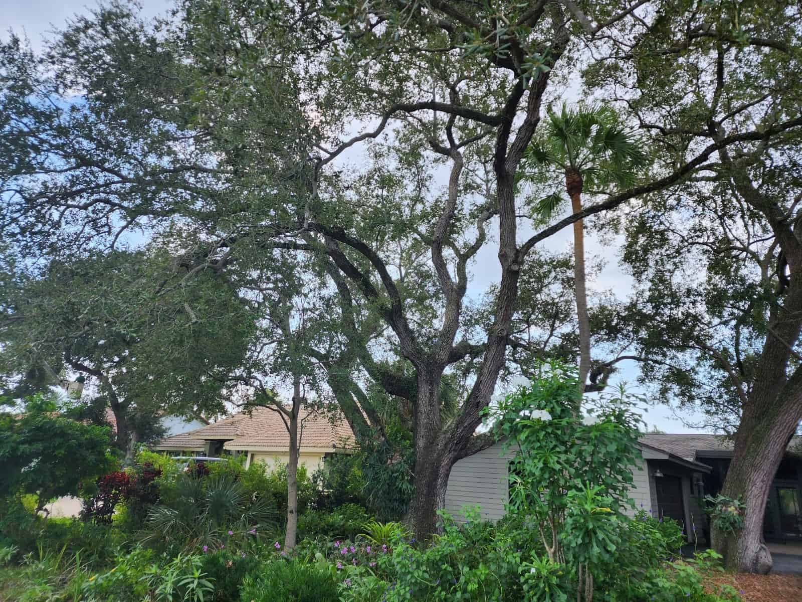 Real Tree Team Palm Beach