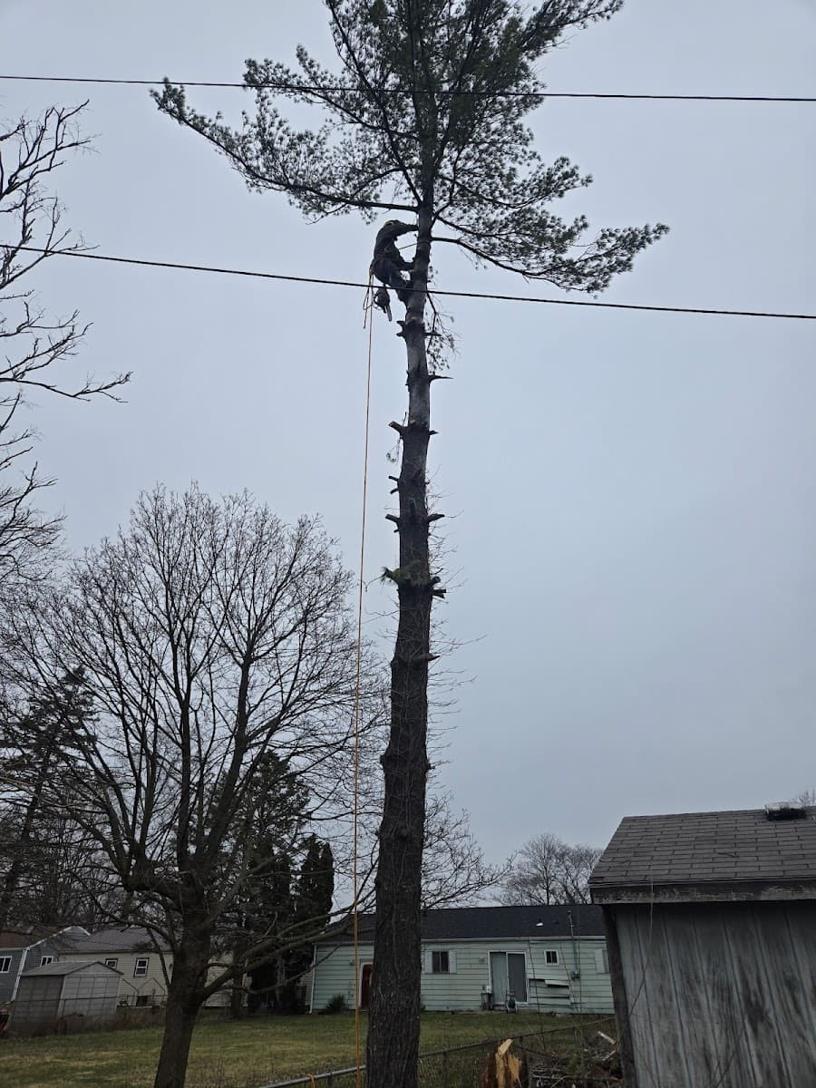 Four seasons tree and debri llc