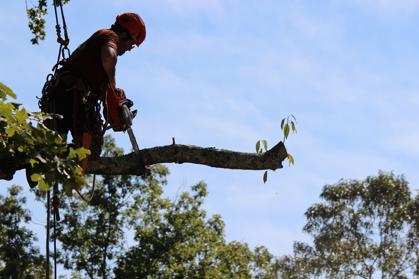 North Georgia Arbor Management LLC